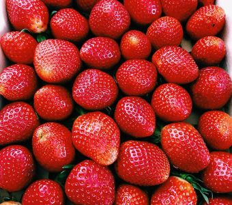 Bio Erdbeere